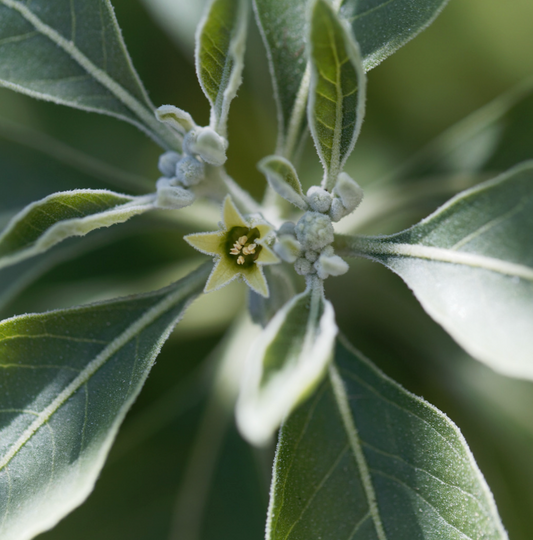 Drinking Ashwagandha Benefits